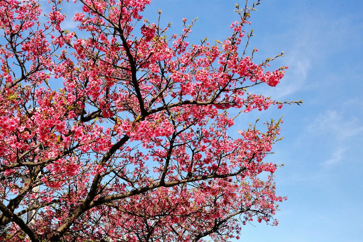 2024賞櫻免上山懶人包，桃園櫻花季去哪拍？超人氣賞櫻小景點