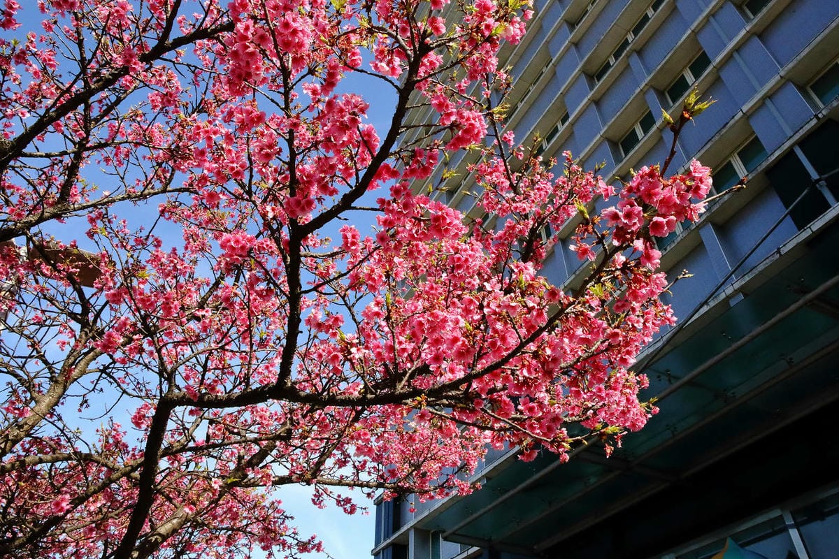 2024賞櫻免上山懶人包，桃園櫻花季去哪拍？超人氣賞櫻小景點