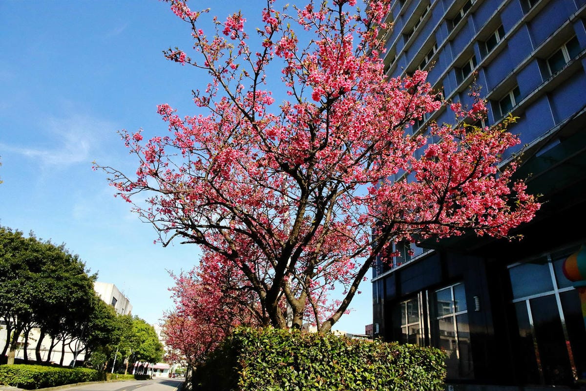 2024賞櫻免上山懶人包，桃園櫻花季去哪拍？超人氣賞櫻小景點