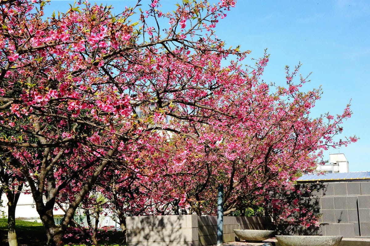 2024賞櫻免上山懶人包，桃園櫻花季去哪拍？超人氣賞櫻小景點