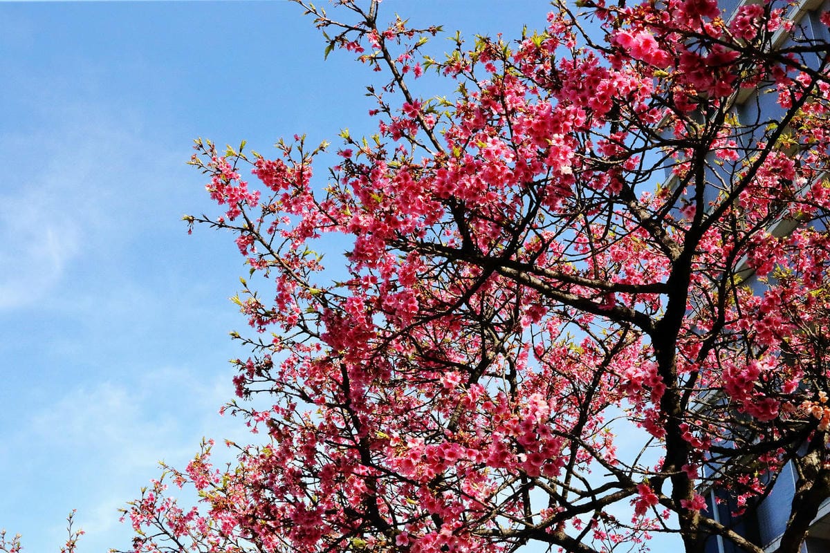 2024賞櫻免上山懶人包，桃園櫻花季去哪拍？超人氣賞櫻小景點