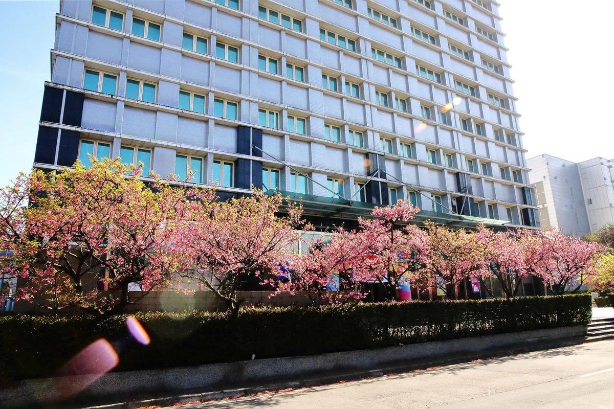 2024賞櫻免上山懶人包，桃園櫻花季去哪拍？超人氣賞櫻小景點