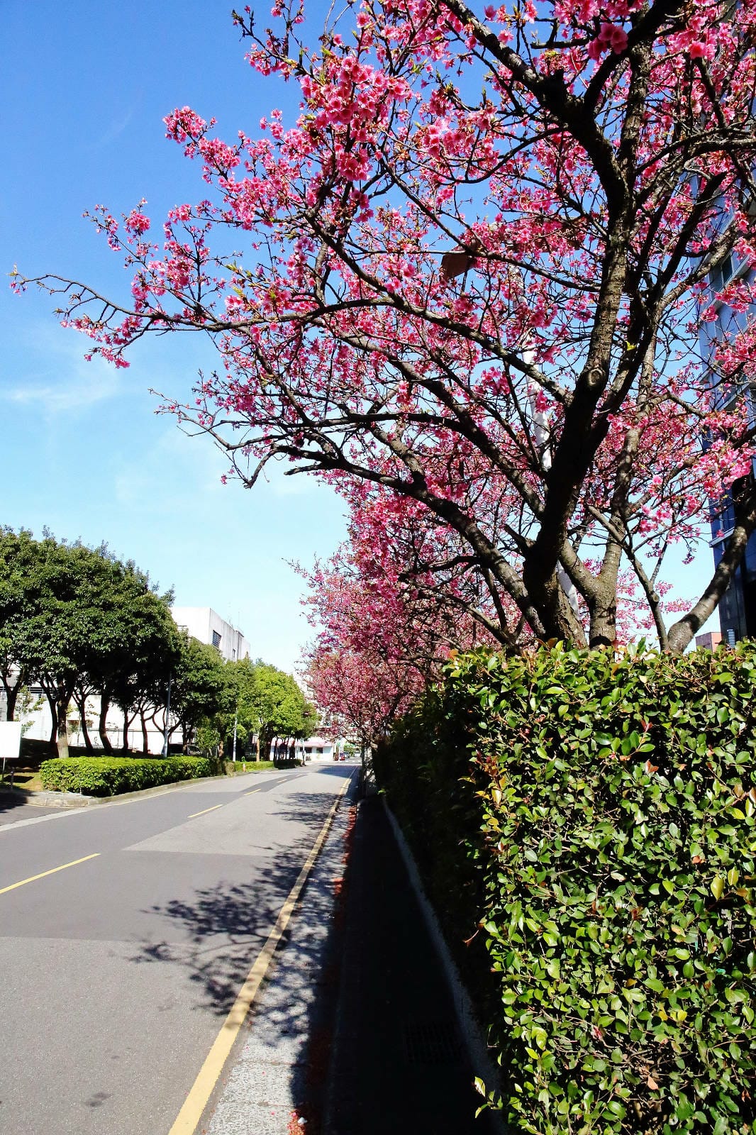 2024賞櫻免上山懶人包，桃園櫻花季去哪拍？超人氣賞櫻小景點