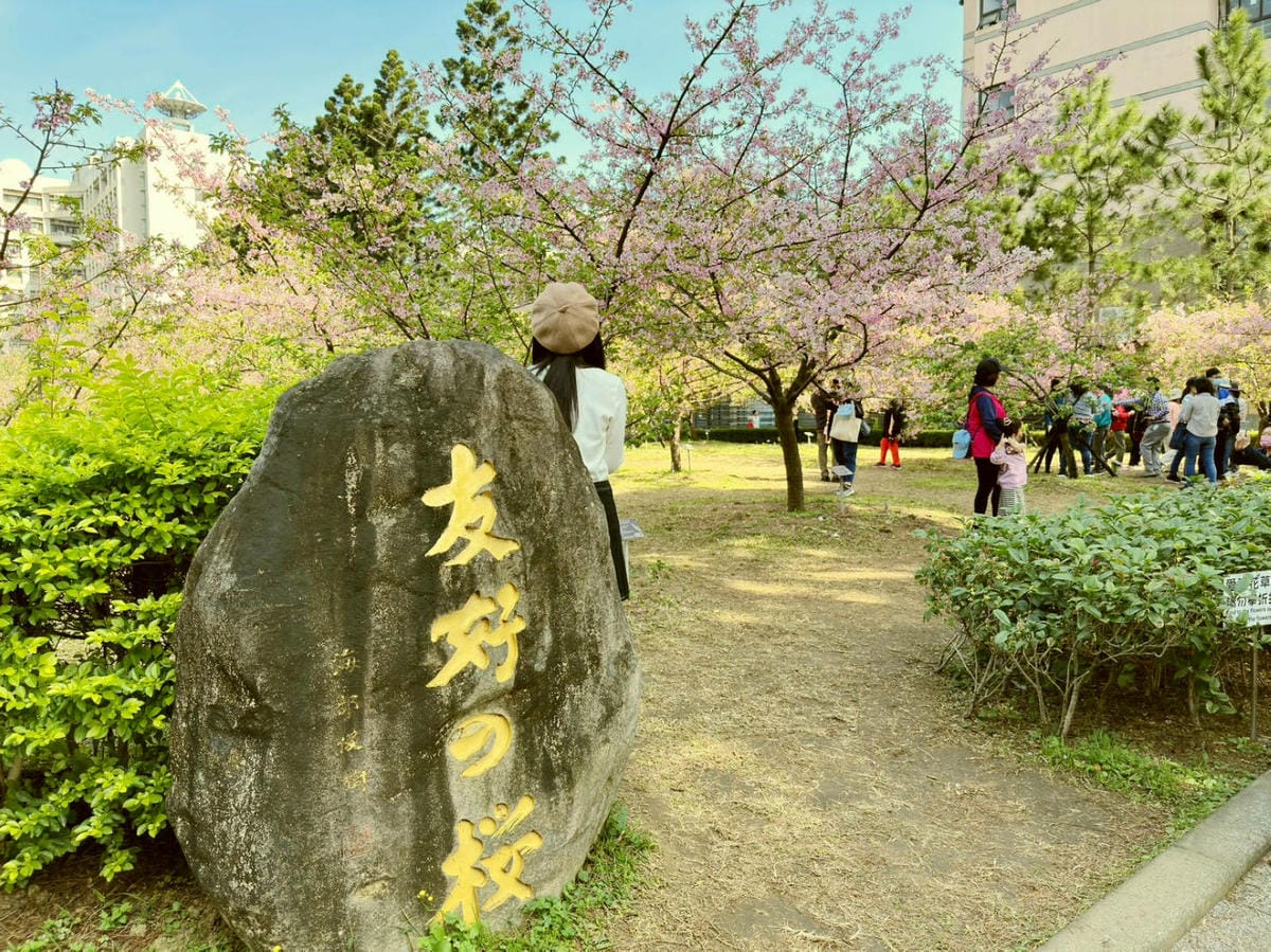 2024賞櫻免上山懶人包，桃園櫻花季去哪拍？超人氣賞櫻小景點