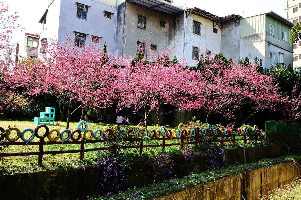 2024賞櫻免上山懶人包，桃園櫻花季去哪拍？超人氣賞櫻小景點