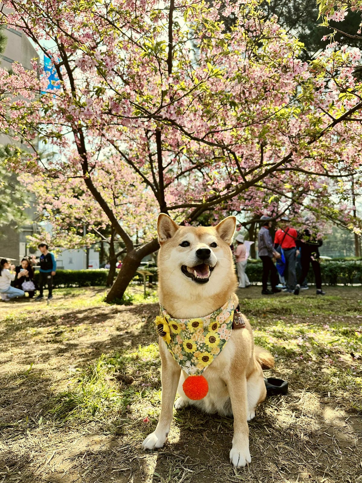 2024賞櫻免上山懶人包，桃園櫻花季去哪拍？超人氣賞櫻小景點