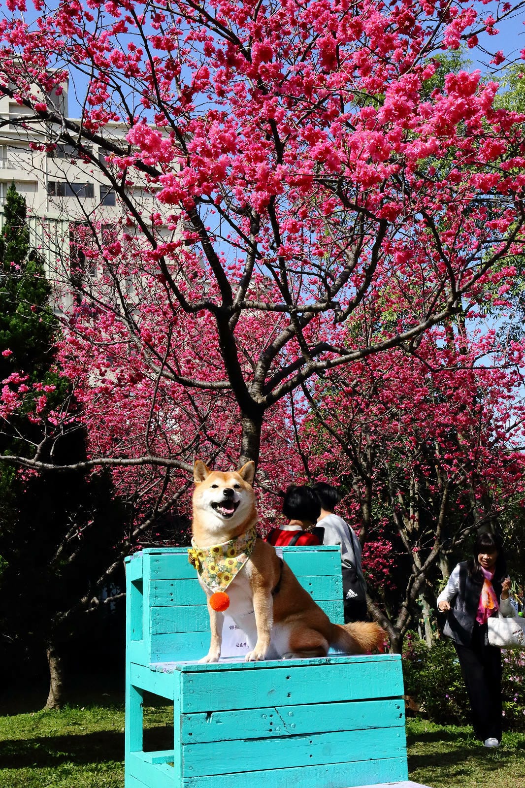 2024賞櫻免上山懶人包，桃園櫻花季去哪拍？超人氣賞櫻小景點