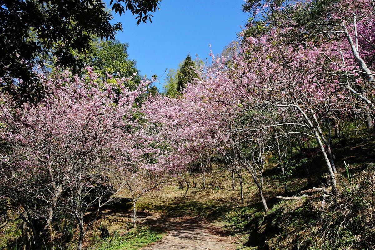 悠然秘境小屋。桃園賞櫻新秘境，2000株櫻花海「櫻花炸開」美