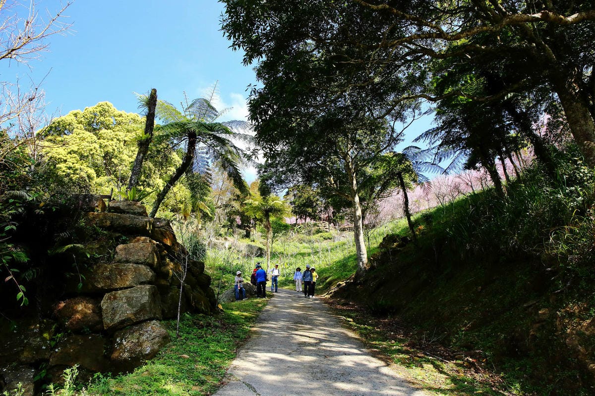 悠然秘境小屋。桃園賞櫻新秘境，2000株櫻花海「櫻花炸開」美