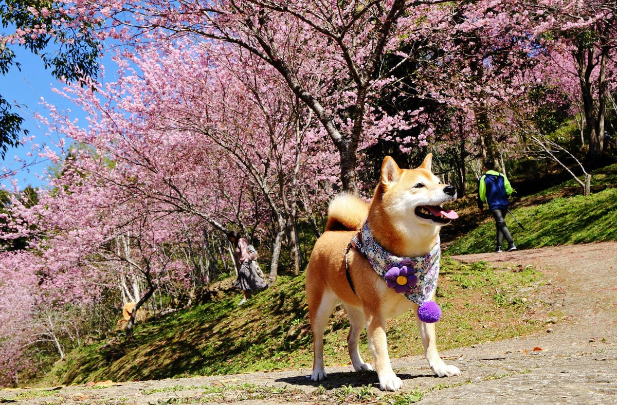 悠然秘境小屋。桃園賞櫻新秘境，2000株櫻花海「櫻花炸開」美