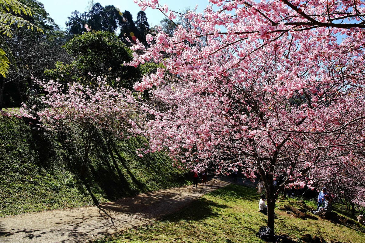 悠然秘境小屋。桃園賞櫻新秘境，2000株櫻花海「櫻花炸開」美