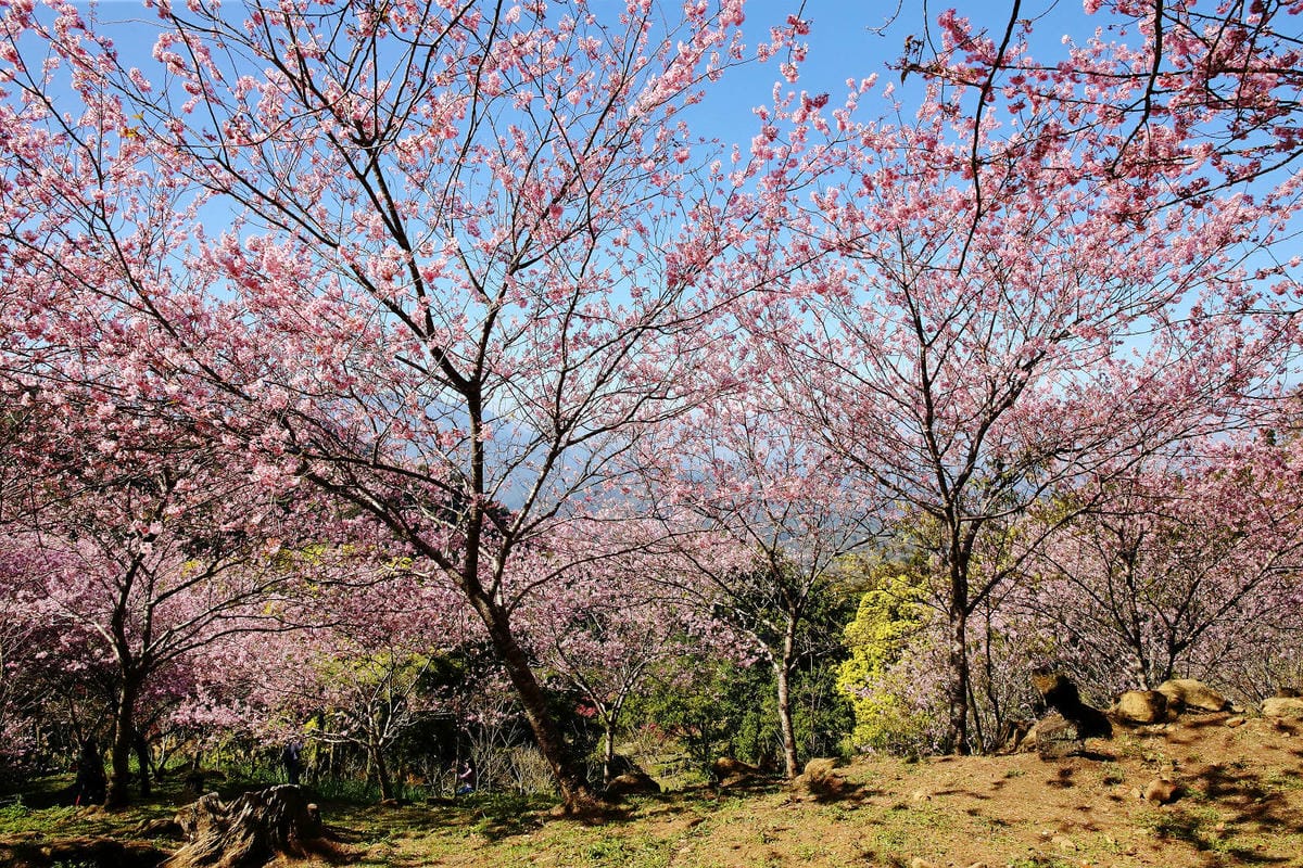 悠然秘境小屋。桃園賞櫻新秘境，2000株櫻花海「櫻花炸開」美