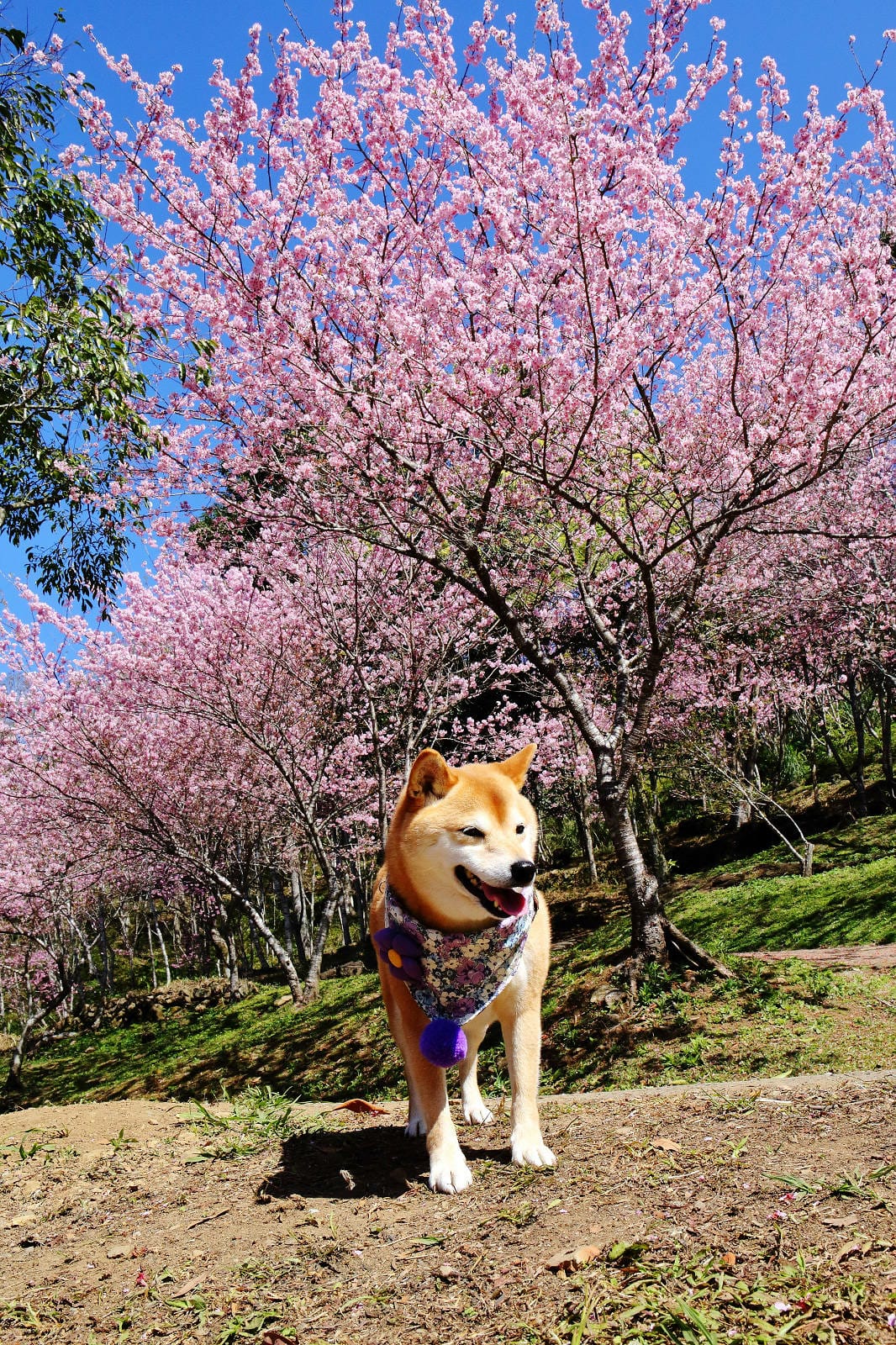 悠然秘境小屋。桃園賞櫻新秘境，2000株櫻花海「櫻花炸開」美