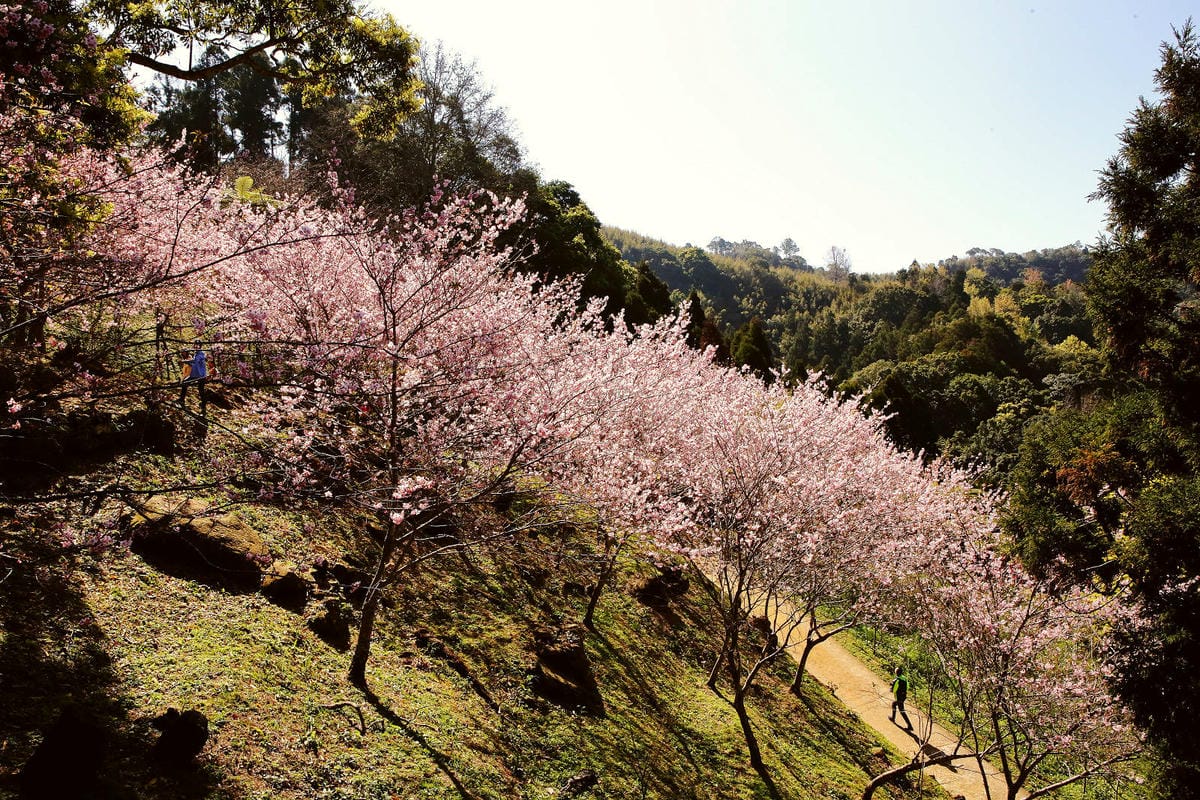 悠然秘境小屋。桃園賞櫻新秘境，2000株櫻花海「櫻花炸開」美