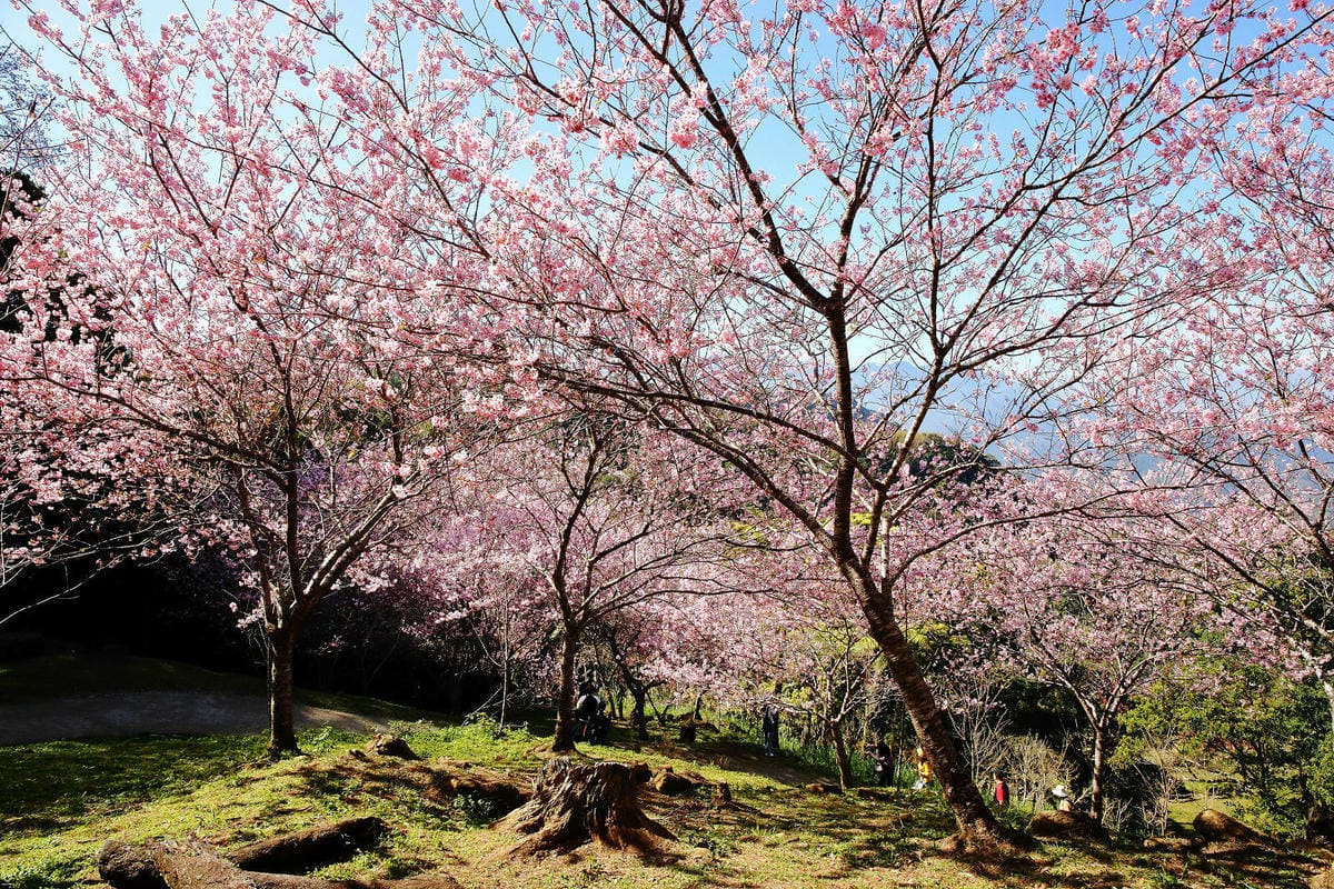 悠然秘境小屋。桃園賞櫻新秘境，2000株櫻花海「櫻花炸開」美