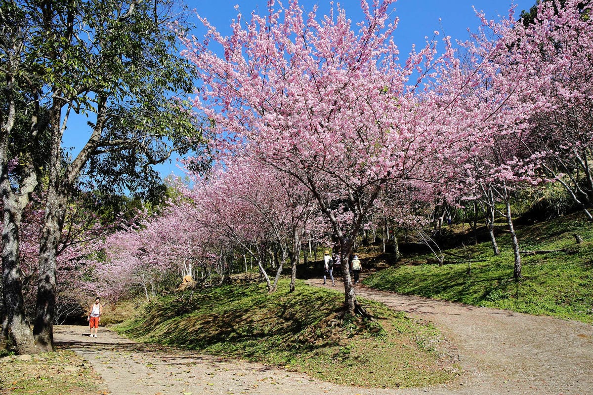 悠然秘境小屋。桃園賞櫻新秘境，2000株櫻花海「櫻花炸開」美