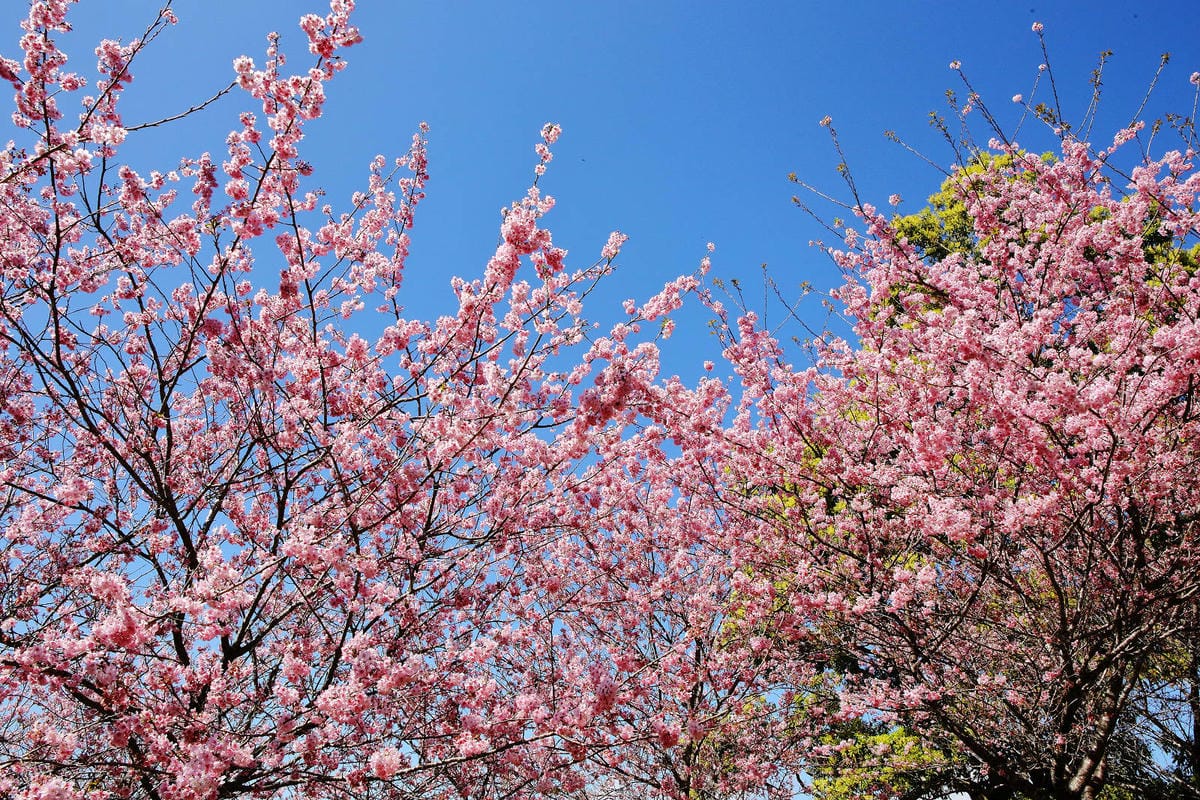 悠然秘境小屋。桃園賞櫻新秘境，2000株櫻花海「櫻花炸開」美