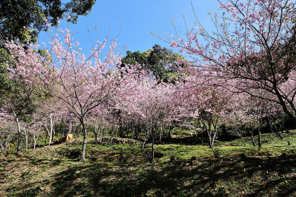 悠然秘境小屋。桃園賞櫻新秘境，2000株櫻花海「櫻花炸開」美