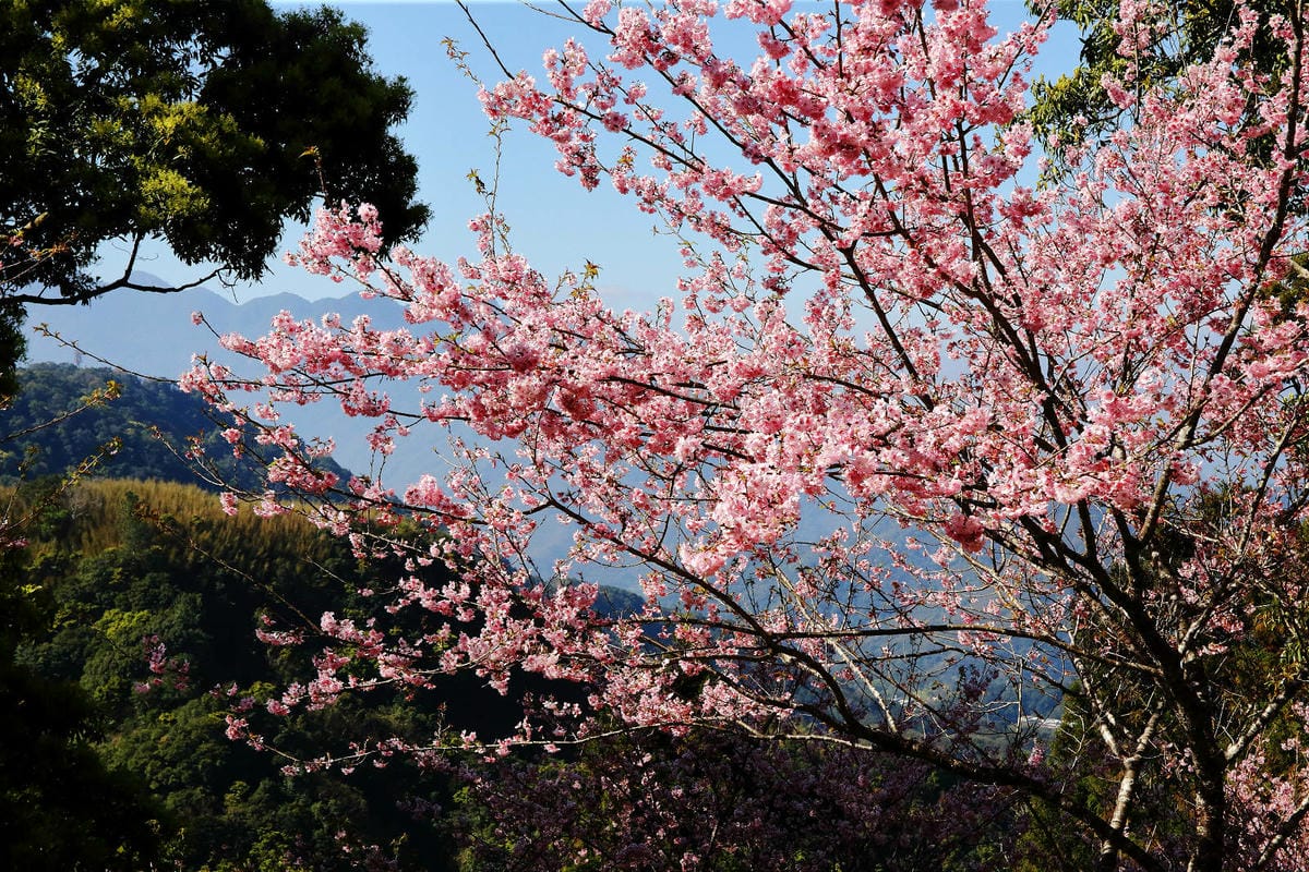 悠然秘境小屋。桃園賞櫻新秘境，2000株櫻花海「櫻花炸開」美