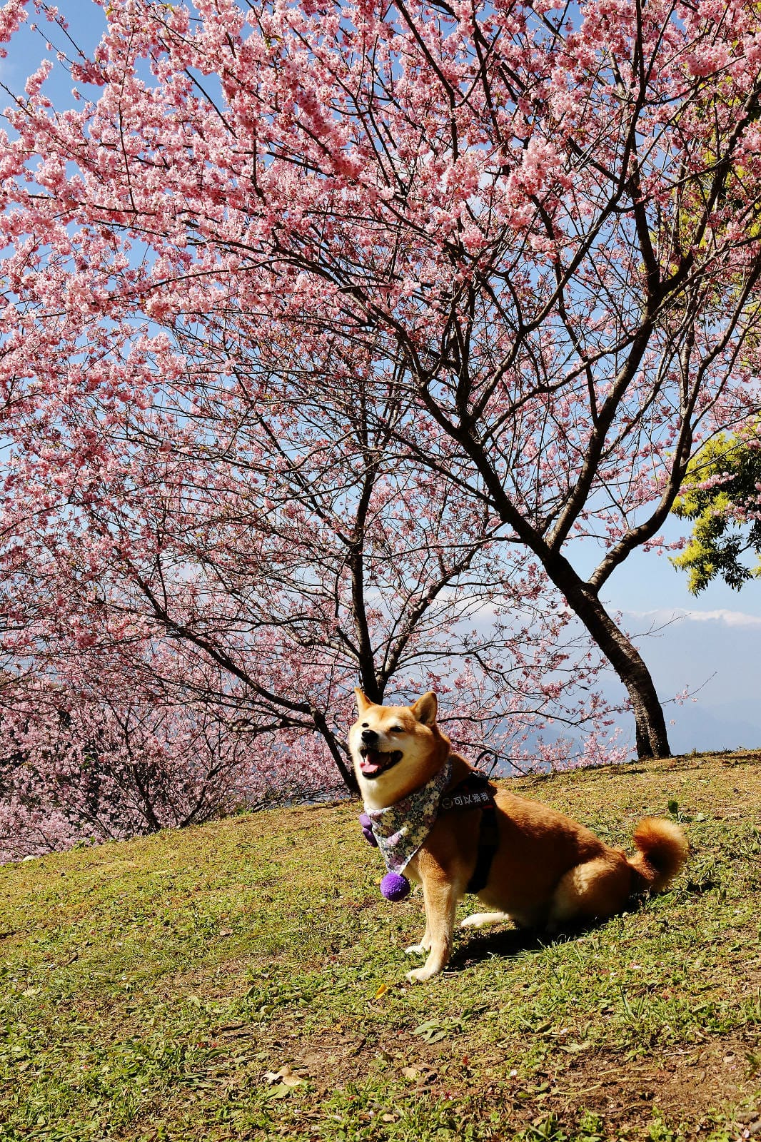 悠然秘境小屋。桃園賞櫻新秘境，2000株櫻花海「櫻花炸開」美