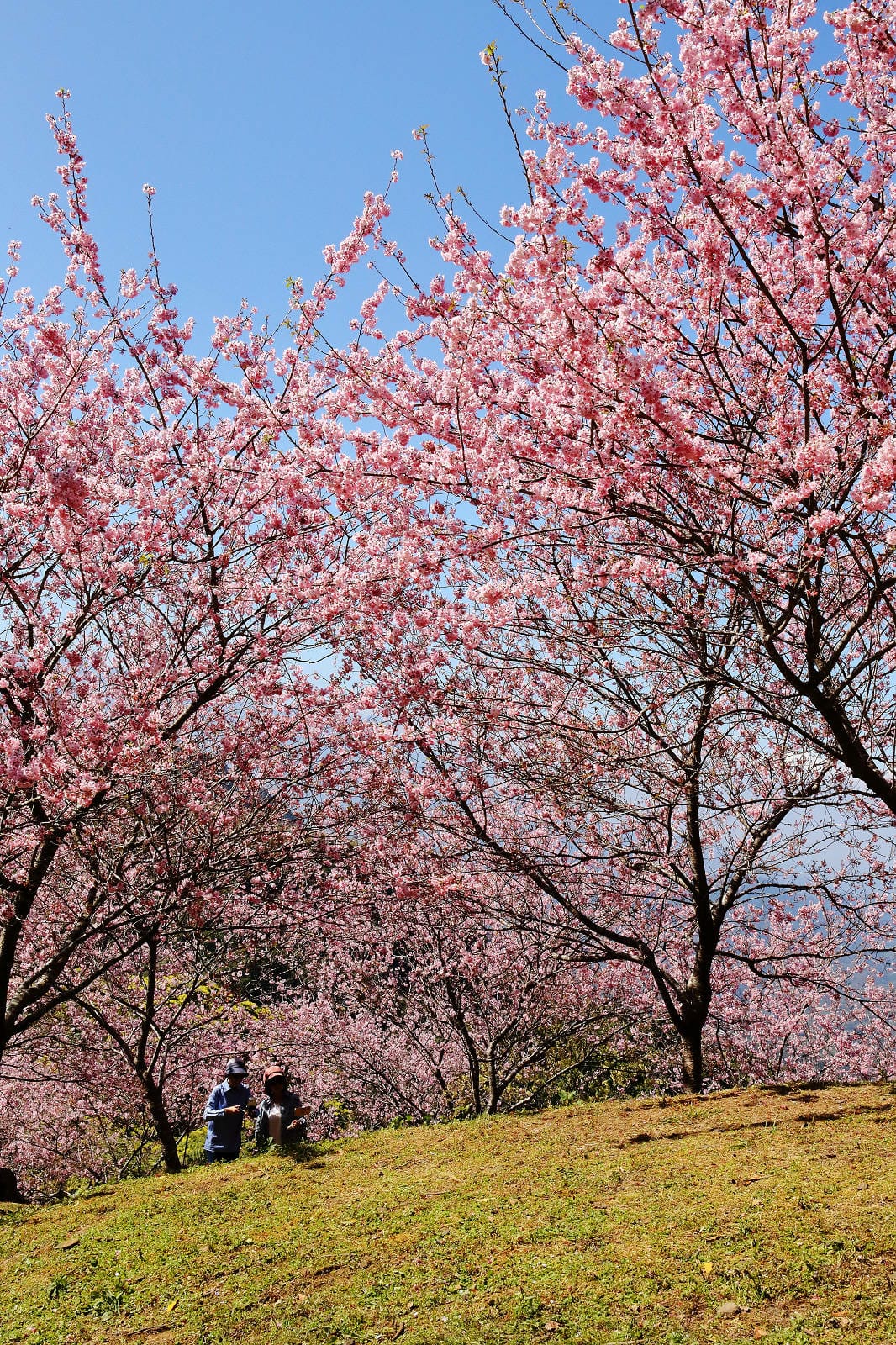 悠然秘境小屋。桃園賞櫻新秘境，2000株櫻花海「櫻花炸開」美