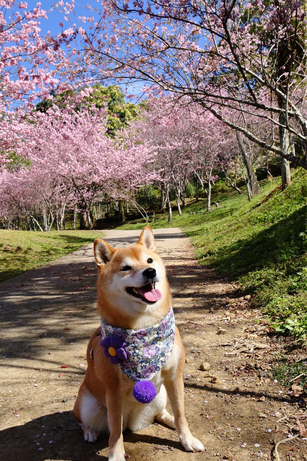 悠然秘境小屋。桃園賞櫻新秘境，2000株櫻花海「櫻花炸開」美
