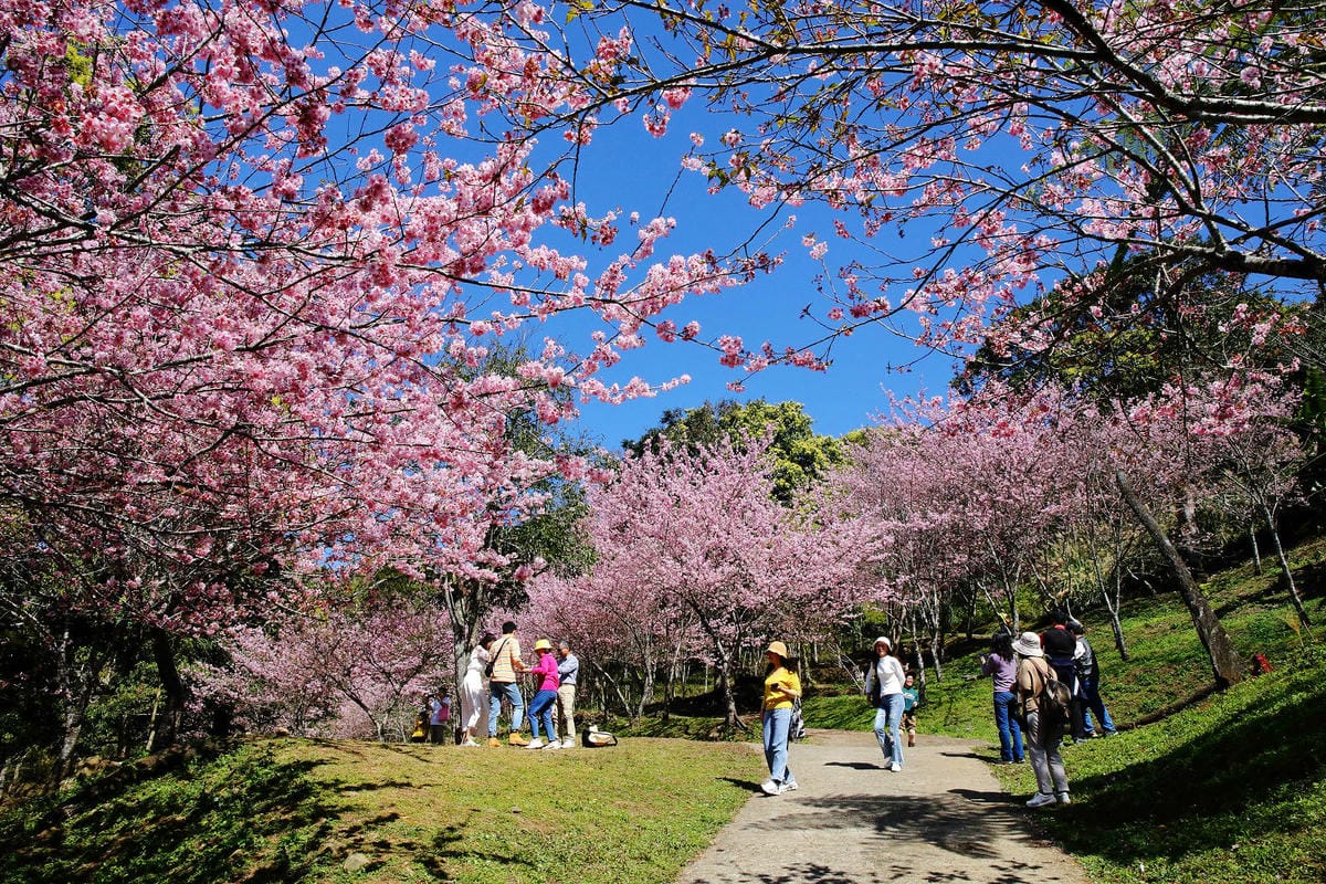 悠然秘境小屋。桃園賞櫻新秘境，2000株櫻花海「櫻花炸開」美