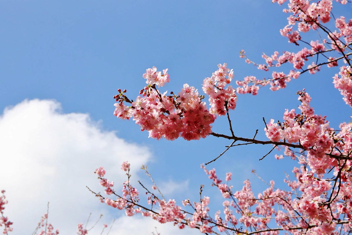 悠然秘境小屋。桃園賞櫻新秘境，2000株櫻花海「櫻花炸開」美