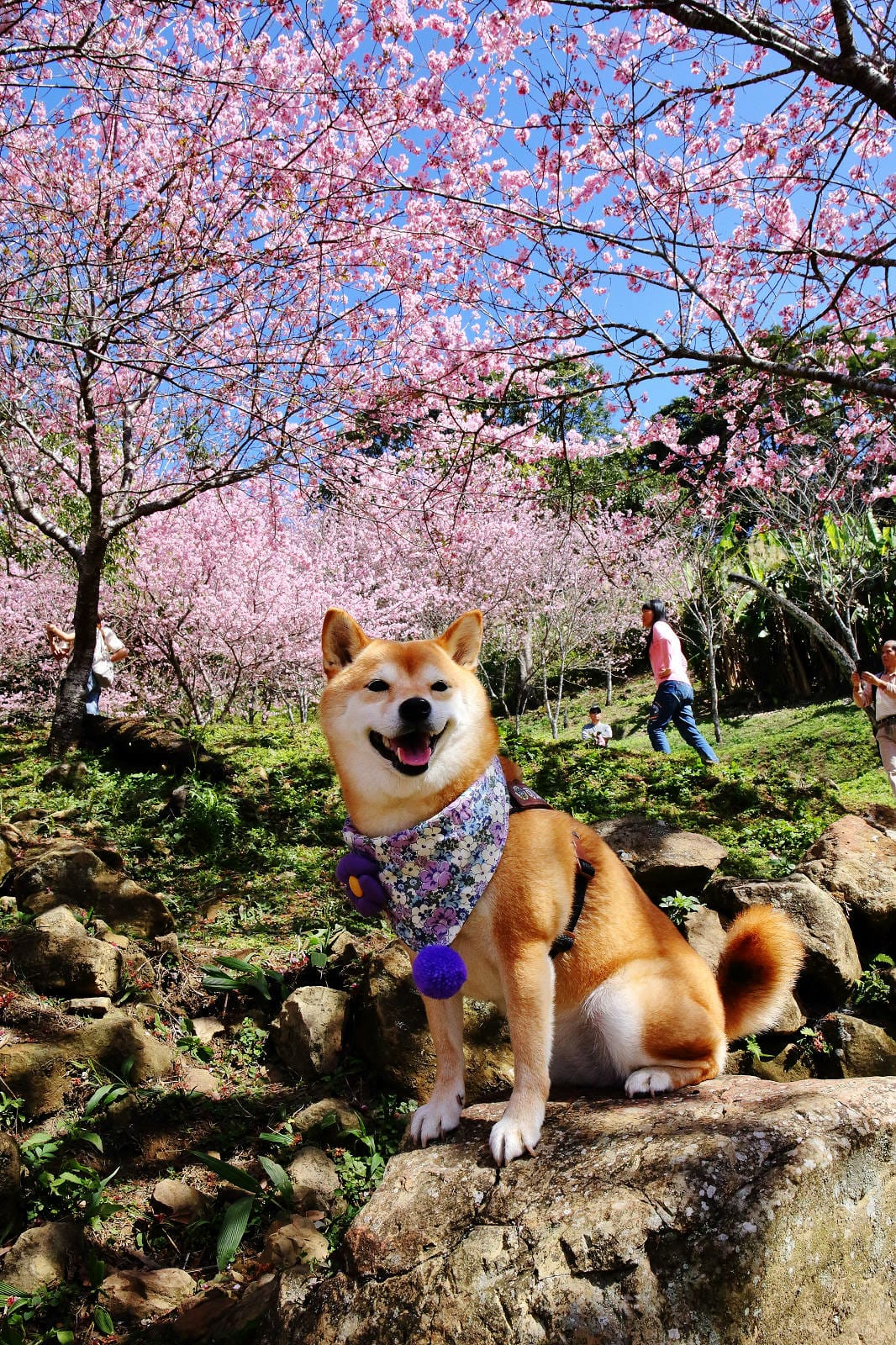 悠然秘境小屋。桃園賞櫻新秘境，2000株櫻花海「櫻花炸開」美