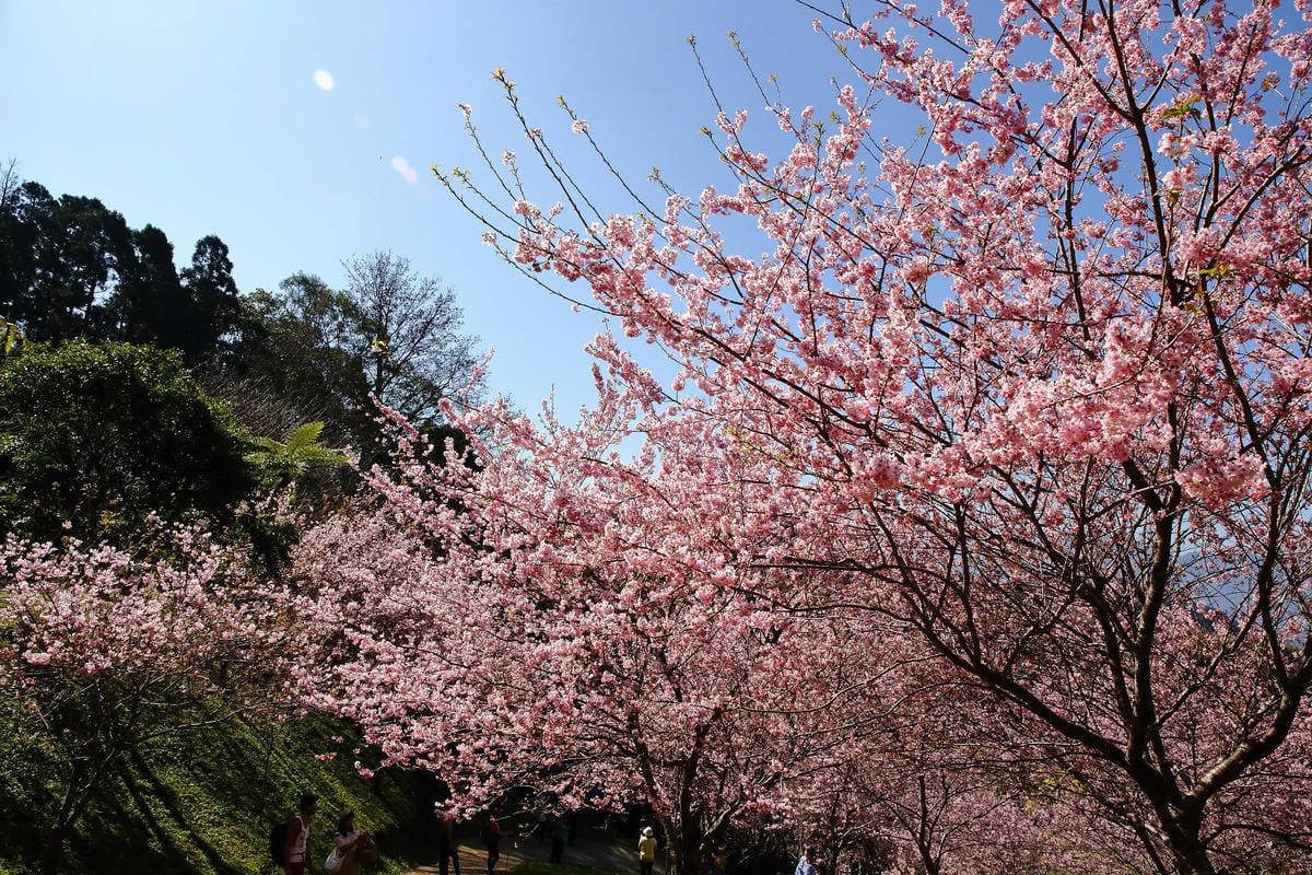 悠然秘境小屋。桃園賞櫻新秘境，2000株櫻花海「櫻花炸開」美
