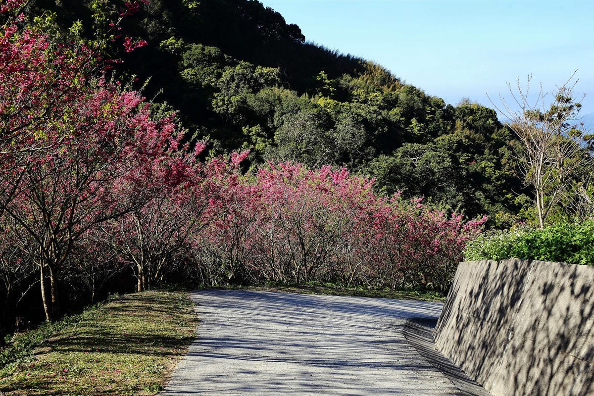悠然秘境小屋。桃園賞櫻新秘境，2000株櫻花海「櫻花炸開」美