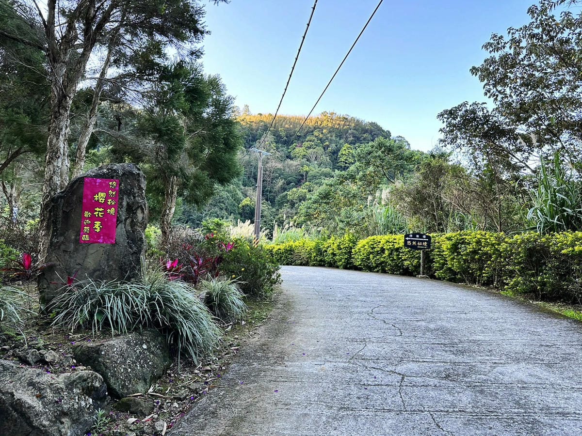悠然秘境小屋。桃園賞櫻新秘境，2000株櫻花海「櫻花炸開」美