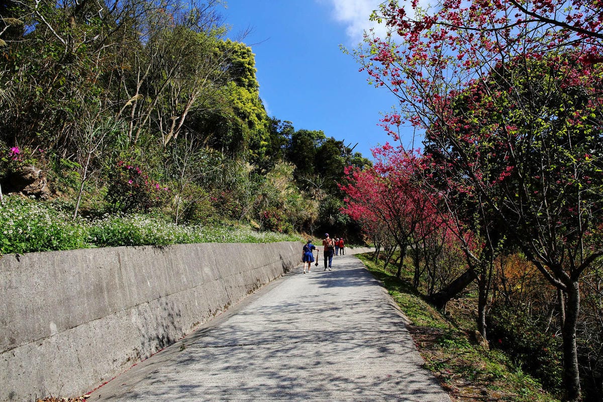 悠然秘境小屋。桃園賞櫻新秘境，2000株櫻花海「櫻花炸開」美