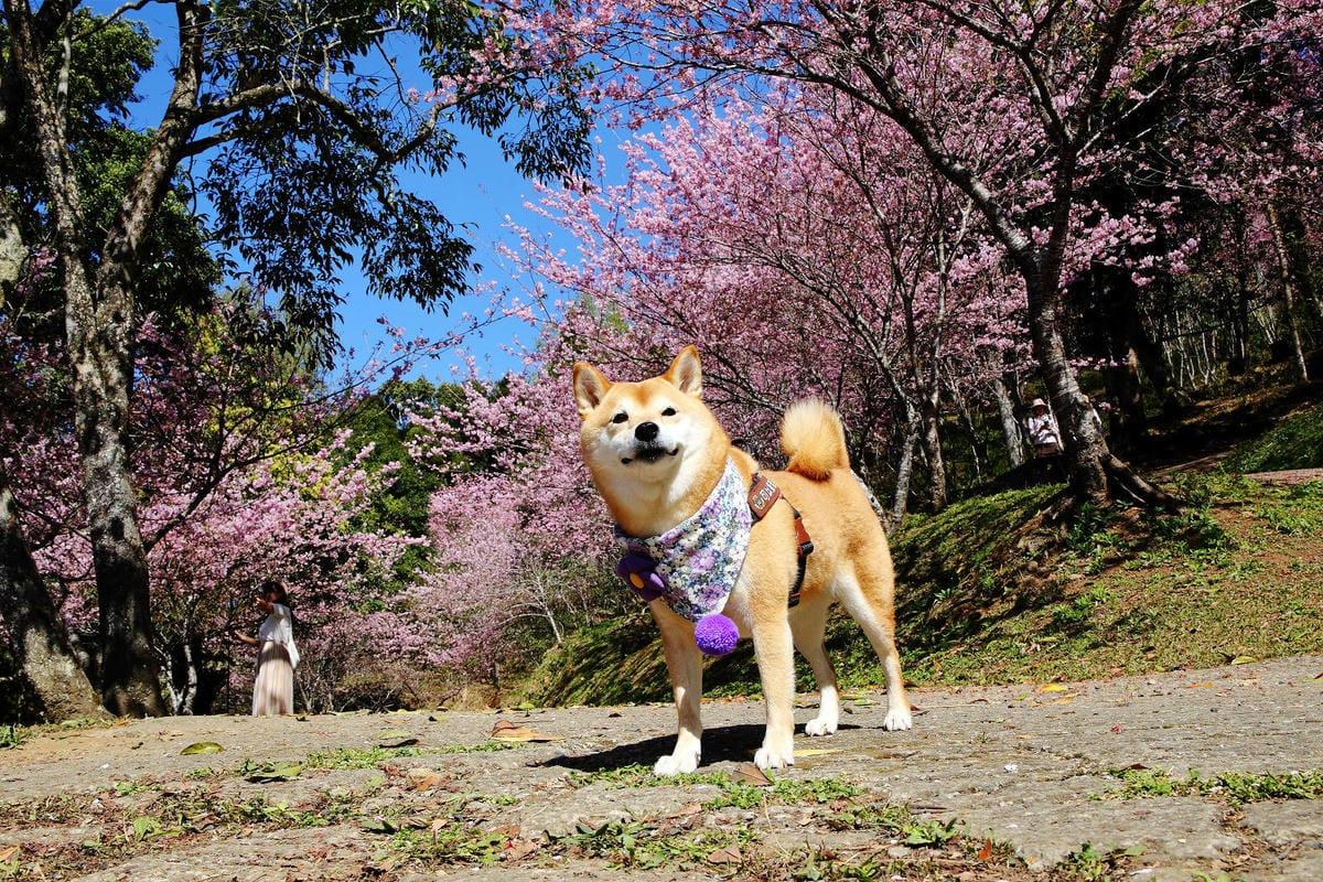 悠然秘境小屋。桃園賞櫻新秘境，2000株櫻花海「櫻花炸開」美