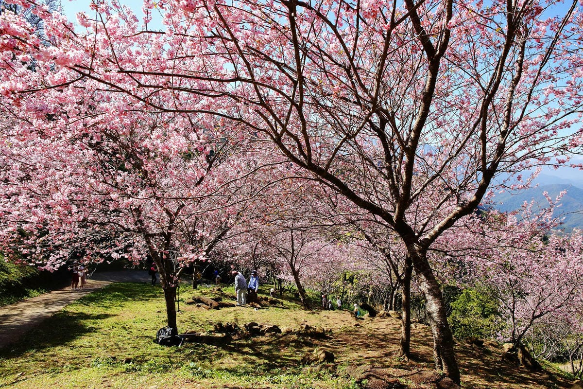 悠然秘境小屋。桃園賞櫻新秘境，2000株櫻花海「櫻花炸開」美