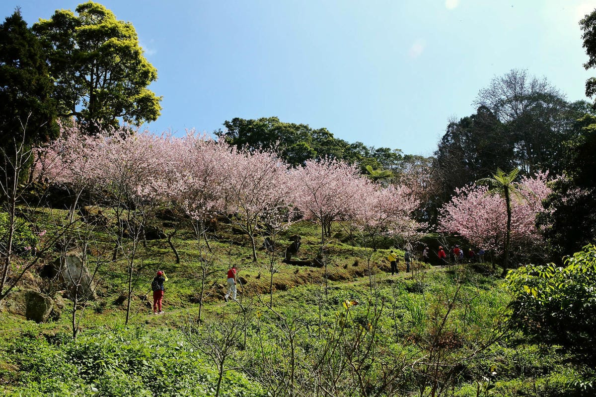 悠然秘境小屋。桃園賞櫻新秘境，2000株櫻花海「櫻花炸開」美