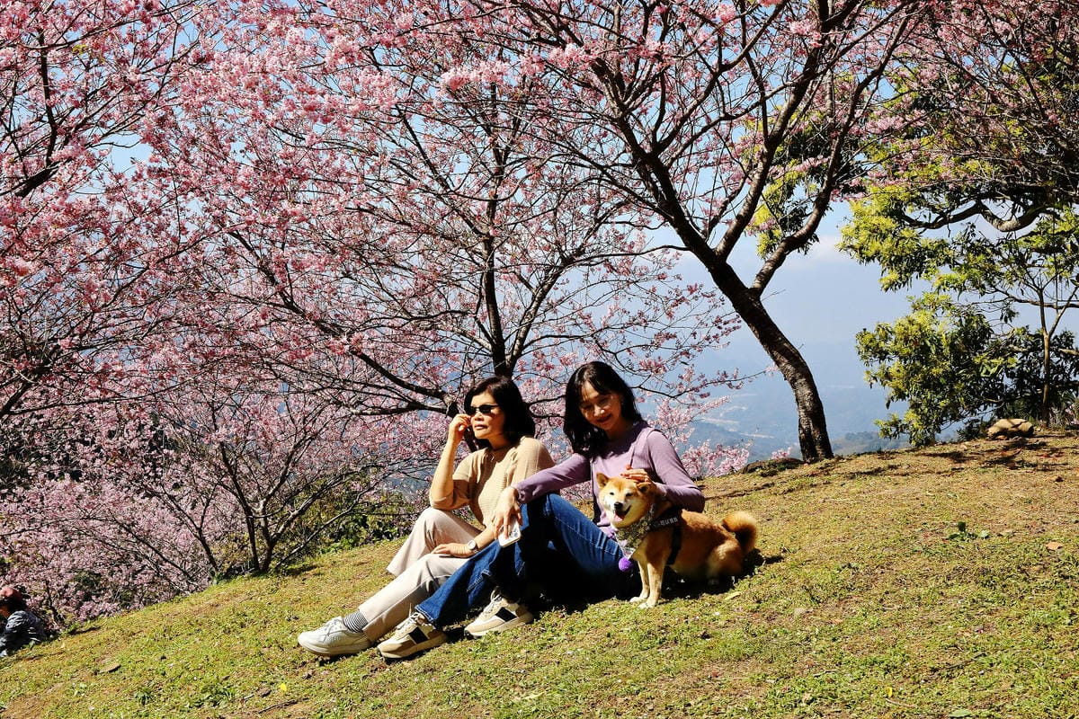 悠然秘境小屋。桃園賞櫻新秘境，2000株櫻花海「櫻花炸開」美