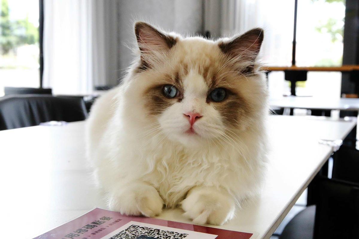 Mermaid茉美寵物友善餐廳,桃園蘆竹新開幕的寵物咖啡廳, Mermaid茉美寵物友善餐廳,桃園蘆竹新開幕的寵物咖啡廳,