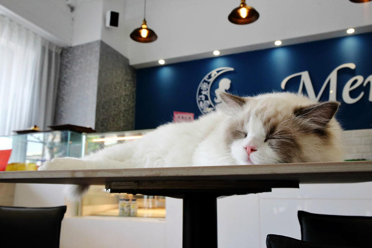 Mermaid茉美寵物友善餐廳,桃園蘆竹新開幕的寵物咖啡廳, Mermaid茉美寵物友善餐廳,桃園蘆竹新開幕的寵物咖啡廳,