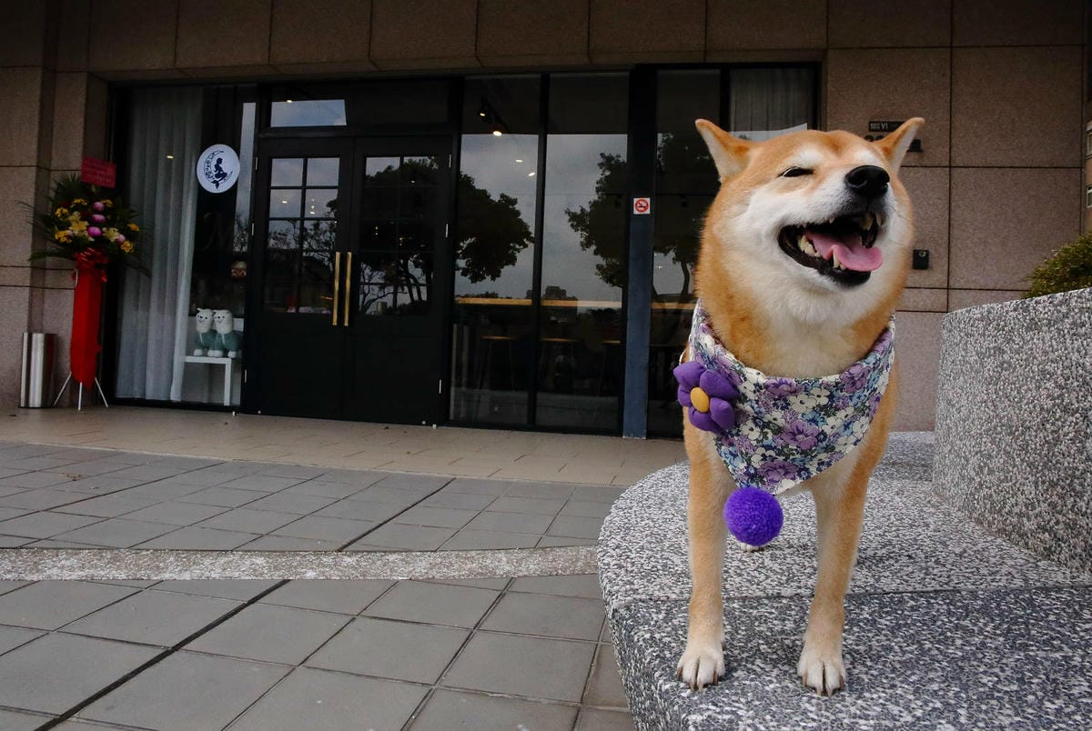 Mermaid茉美寵物友善餐廳,桃園蘆竹新開幕的寵物咖啡廳, Mermaid茉美寵物友善餐廳,桃園蘆竹新開幕的寵物咖啡廳,