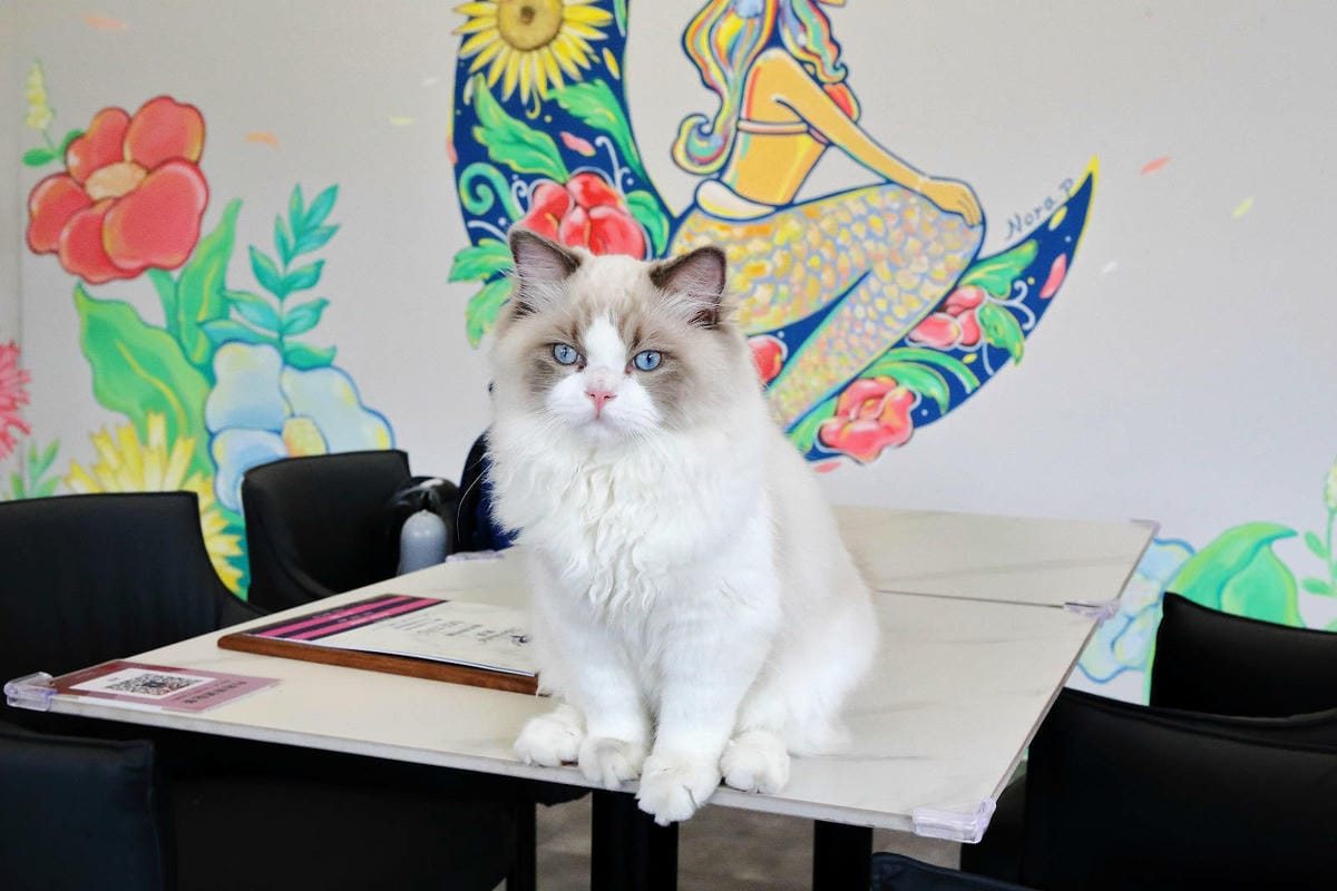 Mermaid茉美寵物友善餐廳,桃園蘆竹新開幕的寵物咖啡廳, Mermaid茉美寵物友善餐廳,桃園蘆竹新開幕的寵物咖啡廳,