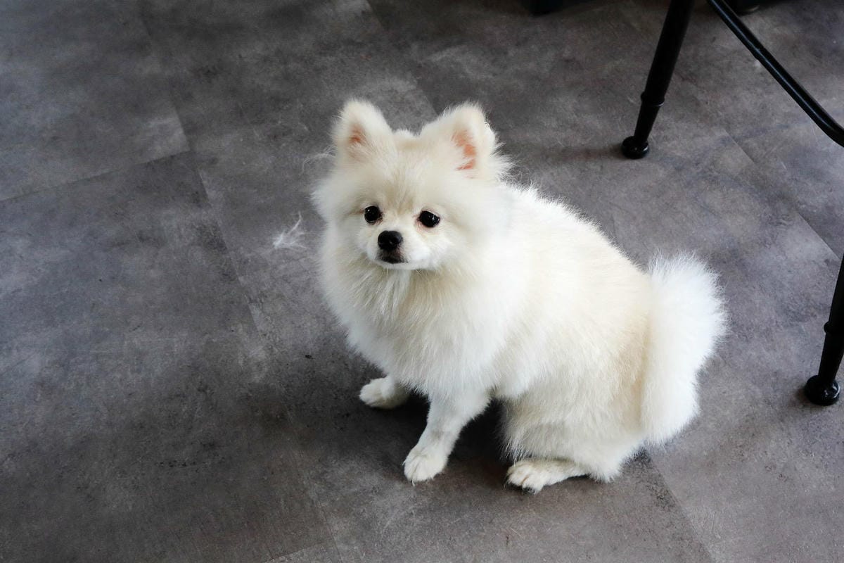 Mermaid茉美寵物友善餐廳,桃園蘆竹新開幕的寵物咖啡廳, Mermaid茉美寵物友善餐廳,桃園蘆竹新開幕的寵物咖啡廳,