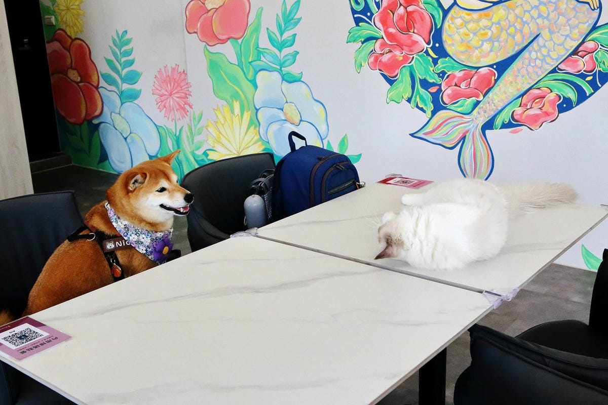 Mermaid茉美寵物友善餐廳,桃園蘆竹新開幕的寵物咖啡廳, Mermaid茉美寵物友善餐廳,桃園蘆竹新開幕的寵物咖啡廳,