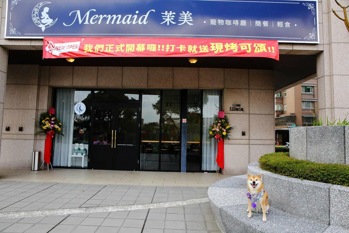 Mermaid茉美寵物友善餐廳,桃園蘆竹新開幕的寵物咖啡廳, Mermaid茉美寵物友善餐廳,桃園蘆竹新開幕的寵物咖啡廳,