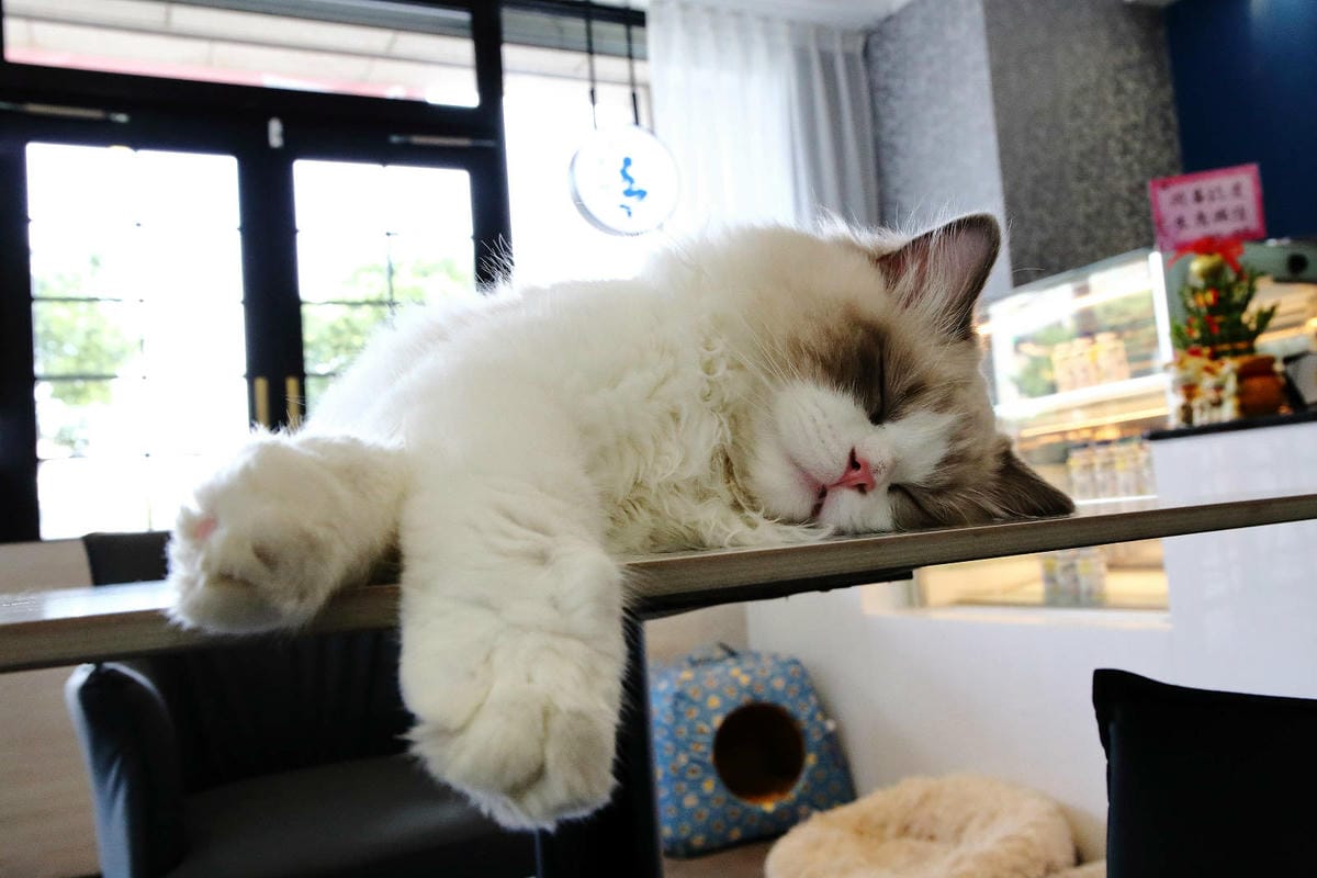 Mermaid茉美寵物友善餐廳,桃園蘆竹新開幕的寵物咖啡廳, Mermaid茉美寵物友善餐廳,桃園蘆竹新開幕的寵物咖啡廳,