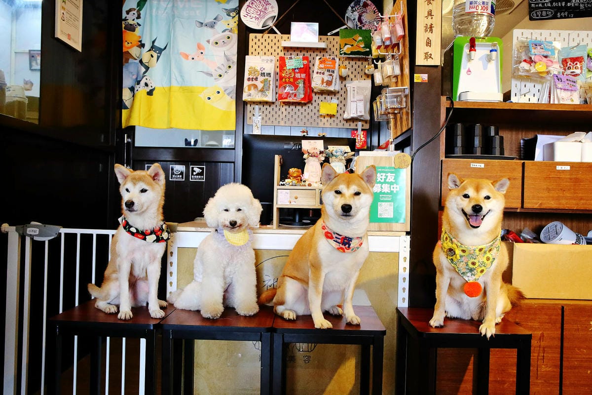 柴聚小吃。中壢寵物友善餐廳，最萌柴柴陪吃陪玩，狗派的朋友們注