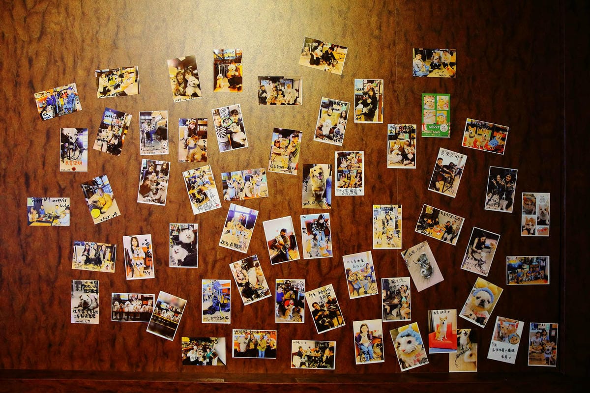 柴聚小吃。中壢寵物友善餐廳，最萌柴柴陪吃陪玩，狗派的朋友們注