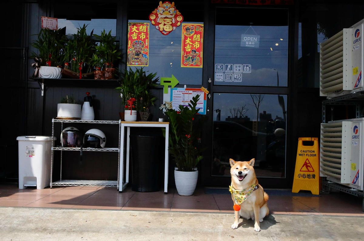 柴聚小吃。中壢寵物友善餐廳，最萌柴柴陪吃陪玩，狗派的朋友們注