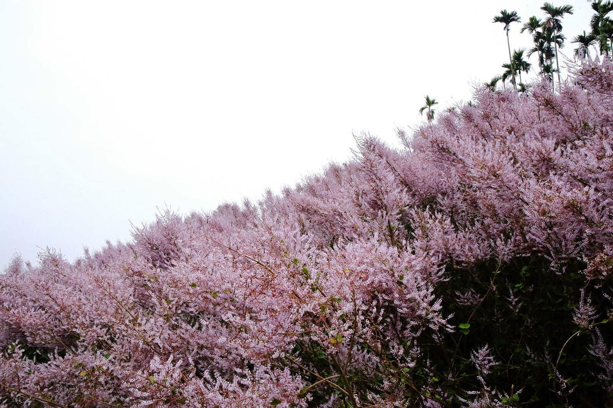 瑰蜜甜心玫瑰園,2024南投中寮熱門打卡景點,3000坪粉紅