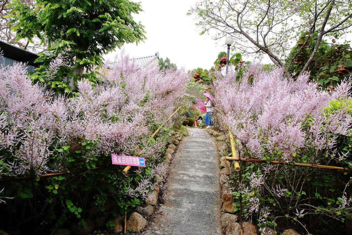 瑰蜜甜心玫瑰園,2024南投中寮熱門打卡景點,3000坪粉紅